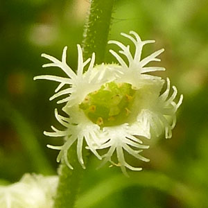 Mitella diphylla - twoleaf miterwort 