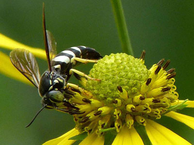 sand wasp on a green cone flower