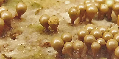 Slime mold Trichia decipiens