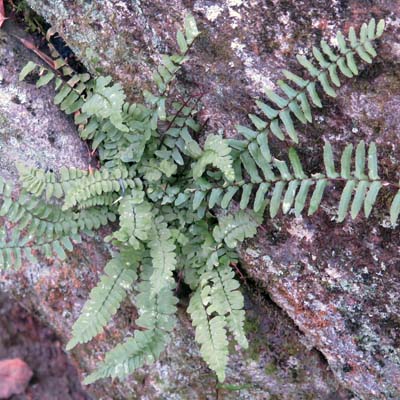 Ebony spleenwort Asplenium platyneuron
