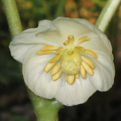 Podophyllum peltatum (May Apple)