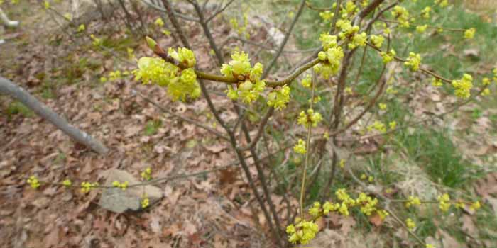 Lindera benzoin - Spicebush - The small flowers are a half inch or less