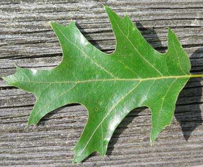 Black Oak Leaf