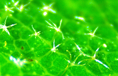 Black Oak Leaf - Stellate  hairs dissecting microscope