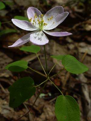 Rue Anemone with pink tinge