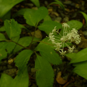 Mitella diphylla - dwarf ginseng Panax trifolius