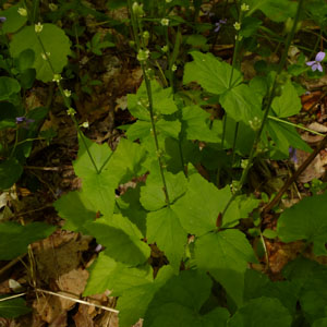 Mitella diphylla - twoleaf miterwort