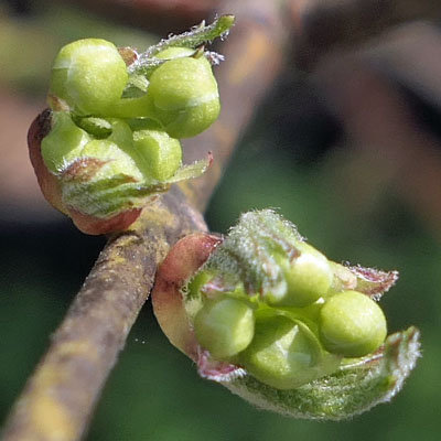 Staphylea trifolia - bladdernut - flower buds - 