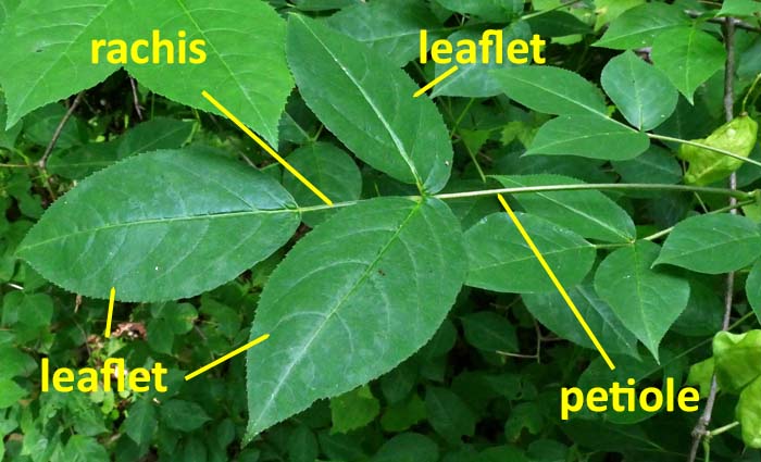 Staphylea trifolia - bladdernut - compound leaf
